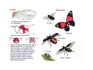 Filoo Insect Filo artrópodos-clase insectos | PPT