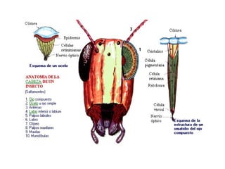 Filoo Insect Filo artrópodos-clase insectos | PPT