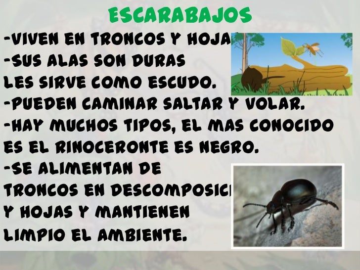 ESCARABAJOS-Viven en troncos y hojas.-Sus alas son durasles sirve como escudo.-Pueden caminar saltar y volar.-Hay muchos t...