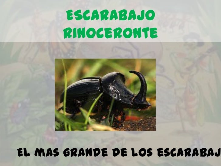 ESCARABAJO      rinoceronteEl mas grande de los escarabaj 