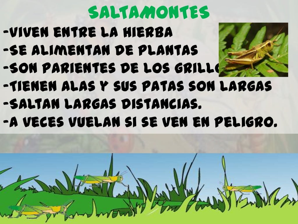 SALTAMONTES-Viven entre la hierba-Se alimentan de plantas-Son parientes de los grillos-Tienen alas y sus patas son largas-...