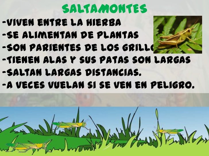 SALTAMONTES-Viven entre la hierba-Se alimentan de plantas-Son parientes de los grillos-Tienen alas y sus patas son largas-...