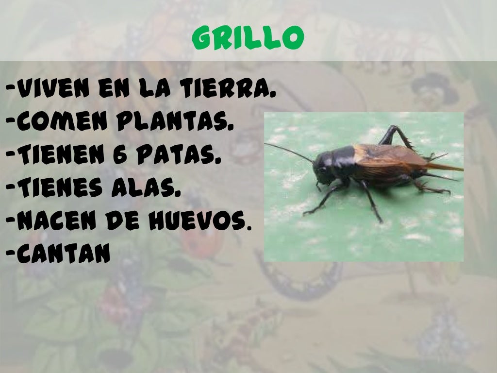 GRILLO-Viven en la tierra.-Comen plantas.-Tienen 6 patas.-Tienes alas.-Nacen de huevos.-Cantan 