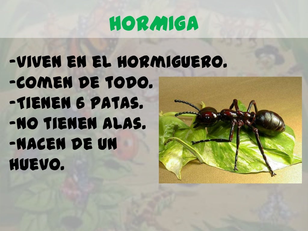 HORMIGA-Viven en el hormiguero.-Comen de todo.-Tienen 6 patas.-No tienen alas.-Nacen de unhuevo. 