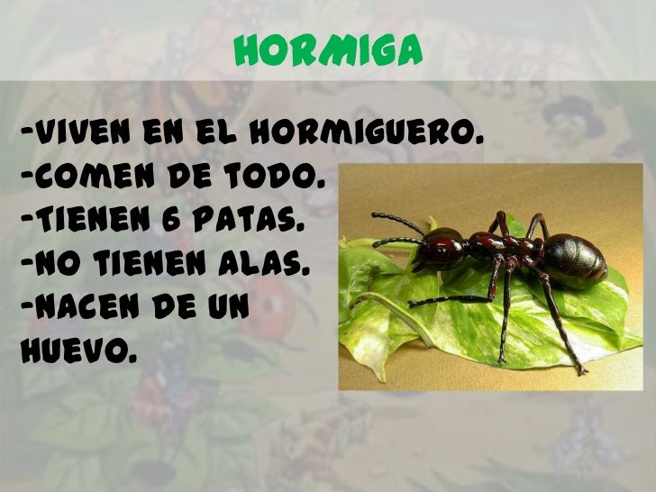 HORMIGA-Viven en el hormiguero.-Comen de todo.-Tienen 6 patas.-No tienen alas.-Nacen de unhuevo. 