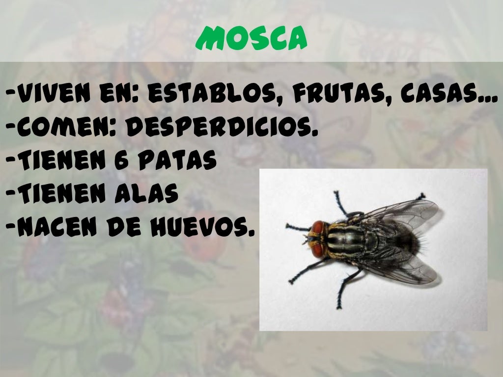 MOSCA-Viven en: establos, frutas, casas...-Comen: desperdicios.-Tienen 6 patas-Tienen alas-Nacen de huevos. 