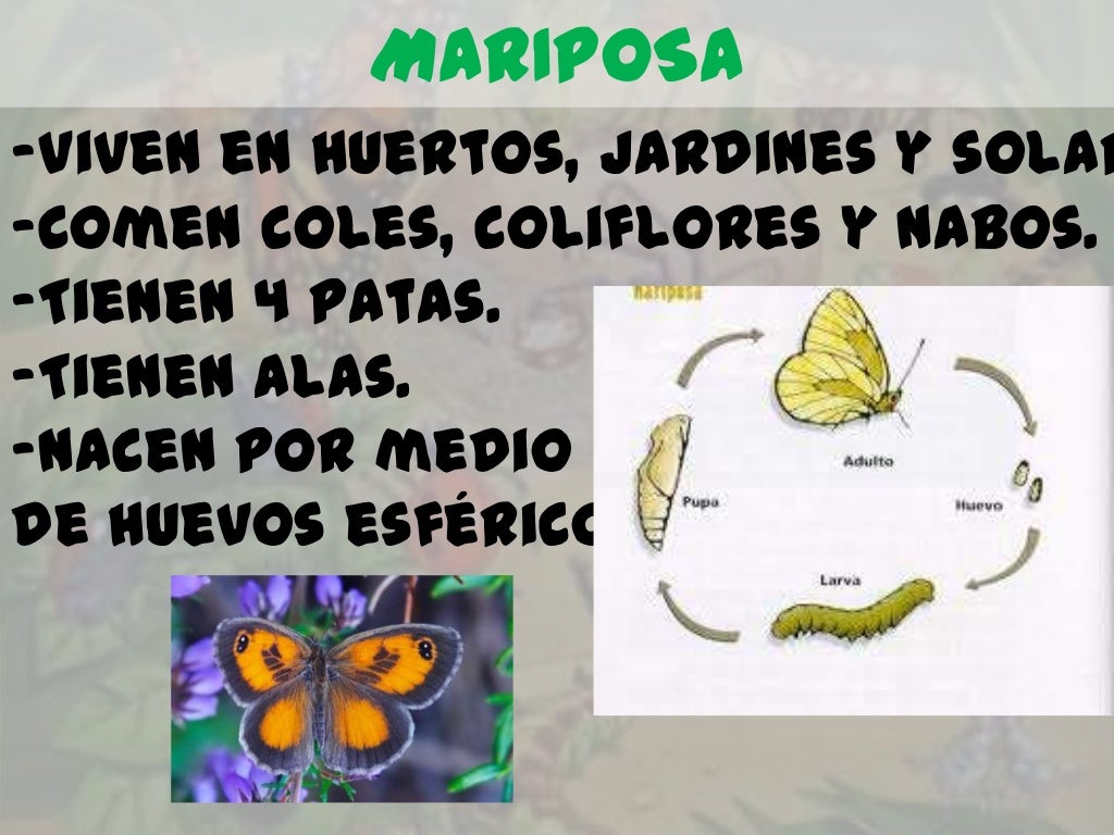 MARIPOSA-Viven en huertos, jardines y solar-Comen coles, coliflores y nabos.-Tienen 4 patas.-Tienen alas.-Nacen por mediod...