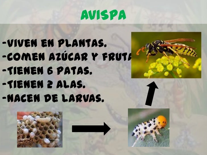 AVISPA-Viven en plantas.-comen azúcar y frutas.-Tienen 6 patas.-Tienen 2 alas.-Nacen de larvas. 