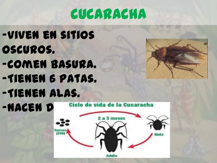 CUCARACHA-Viven en sitiososcuros.-Comen basura.-Tienen 6 patas.-Tienen alas.-Nacen de un huevo. 