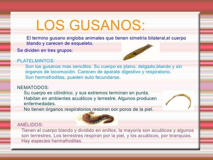 Los Invertebrados Los Invertebrados