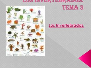 Los Invertebrados.Tema 3 Los Invertebrados. 