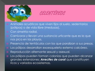   Animales acuáticos que viven fijos al suelo, sedentarios
    (pólipos) o de vida libre (medusas).
   Con simetría radial.
   Carnívoros y llevan una sustancia urticante que es la que
    nos pica en las playas.
   Presencia de tentáculos con los que paralizan a sus presas.
   Los pólipos desarrollan exoesqueleto externo calcáreo.
   Reproducción alternante sexual y asexual.
   Los pólipos pueden forman colonias que pueden alcanzar
    grandes extensiones: Arrecifes de coral que constituyen
    ricos y variados ecosistemas.
 