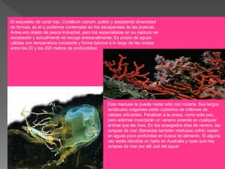 Corallium rubrum
El esqueleto de coral rojo, Corallium rubrum, pulido y adoptando diversidad
de formas, es el q podemos contemplar en los escaparates de las joyerías.
Antes era objeto de pesca industrial, pero los especialistas en su captura van
escaseado y actualmente se recoge artesanalmente. Es propio de aguas
cálidas con temperatura constante y forma bancos a lo largo de las costas
entre los 20 y los 200 metros de profundidad.




                                                  Esta medusa te puede matar sólo con rozarte. Sus largos
                                                  tentáculos colgantes están cubiertos de millones de
                                                  células urticantes. Paralizan a la presa, como este pez,
                                                  pero además inyectarán un veneno potente en cualquier
                                                  animal que las roce. En los sosegados días de verano, las
                                                  avispas de mar (llamadas también medusas cofre) nadan
                                                  en aguas poco profundas en busca de alimento. Si alguna
                                                  vez estás dándote un baño en Australia y oyes que hay
                                                  avispas de mar por allí ¡sal del agua!
 