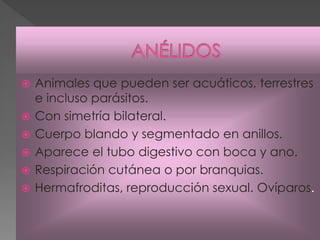    Animales que pueden ser acuáticos, terrestres
    e incluso parásitos.
   Con simetría bilateral.
   Cuerpo blando y segmentado en anillos.
   Aparece el tubo digestivo con boca y ano.
   Respiración cutánea o por branquias.
   Hermafroditas, reproducción sexual. Ovíparos.
 