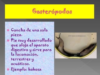  Concha de una sola
  pieza.
 Pie muy desarrollado
  que aloja el aparato
  digestivo y sirve para
  la locomoción,
  terrestres y
  acuáticos.
 Ejemplo: babosa
 