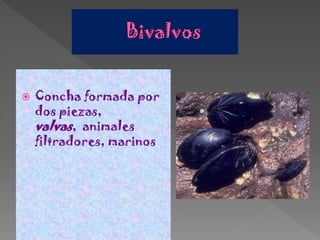    Concha formada por
    dos piezas,
    valvas, animales
    filtradores, marinos.
 