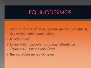  Marinos. Placas calcáreas, algunas especies con espinas,
  que actúan como exoesqueleto.
 Simetría radial.
 Locomoción mediante un sistema hidrostático
  denominado sistema ambulacral.
 Reproducción sexual. Ovíparos
 