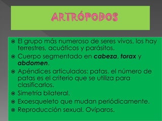    El grupo más numeroso de seres vivos, los hay
    terrestres, acuáticos y parásitos.
   Cuerpo segmentado en cabeza, torax y
    abdomen.
   Apéndices articulados: patas. el número de
    patas es el criterio que se utiliza para
    clasificarlos.
   Simetría bilateral.
   Exoesqueleto que mudan periódicamente.
   Reproducción sexual. Ovíparos.
 