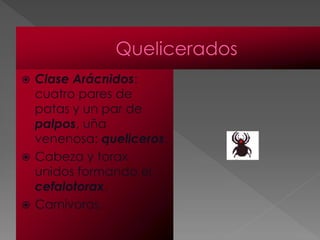  Clase Arácnidos:
  cuatro pares de
  patas y un par de
  palpos, uña
  venenosa: queliceros.
 Cabeza y torax
  unidos formando el
  cefalotorax.
 Carnívoros.
 