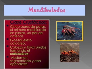 Clase Crustáceos:
 Cinco pares de patas,
    el primero modificado
    en pinzas, un par de
    antenas.
   Exoesqueleto
    calcáreo.
   Cabeza y tórax unidos
    formando el
    cefalotórax.
    Abdomen
    segmentado y con
    apéndices.
 