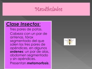 Clase Insectos:
 Tres pares de patas.
 Cabeza con un par de
 antenas, tórax
 segmentado del que
 salen los tres pares de
 apéndices, en algunos
 ordenes: un par de alas,
 abdomen segmentado
 y sin apéndices.
 Presentan metamorfosis.
 