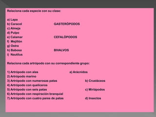 Relaciona cada especie con su clase:

a) Lapa
b) Caracol                     GASTERÓPODOS
c) Almeja
d) Pulpo
e) Calamar                     CEFALÓPODOS
f) Mejillón
g) Ostra
h) Babosa                      BIVALVOS
i) Nautilus

Relaciona cada artrópodo con su correspondiente grupo:

1) Artrópodo con alas                     a) Arácnidos
2) Artrópodo marino
3) Artrópodo con numerosas patas                    b) Crustáceos
4) Artrópodo con quelíceros
5) Artrópodo con seis patas                         c) Miriápodos
6) Artrópodo con respiración branquial
7) Artrópodo con cuatro pares de patas              d) Insectos
 