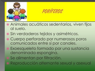  Animales acuáticos sedentarios, viven fijos
  al suelo.
 Sin verdaderos tejidos y asimétricos.
 Cuerpo perforado por numerosos poros
  comunicados entre sí por canales.
 Exoesqueleto formado por una sustancia
  denominada espongina.
 Se alimentan por filtración.
 Reproducción alternante sexual y asexual
 