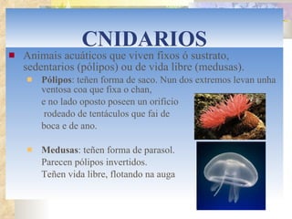 CNIDARIOS Animais acuáticos que viven fixos ó sustrato, sedentarios (pólipos) ou de vida libre (medusas).  Pólipos : teñen forma de saco. Nun dos extremos levan unha ventosa coa que fixa o chan,  e no lado oposto poseen un orificio   rodeado de tentáculos que fai de  boca e de ano. Medusas : teñen forma de parasol.  Parecen pólipos invertidos.  Teñen vida libre, flotando na auga 