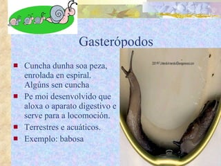 Gasterópodos Cuncha dunha soa peza, enrolada en espiral. Algúns sen cuncha  Pe moi desenvolvido que aloxa o aparato digestivo e serve para a locomoción. Terrestres e acuáticos.   Exemplo: babosa 