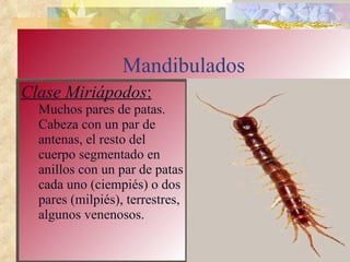 Mandibulados Clase   Miriápodos :   Muchos pares de patas. Cabeza con un par de antenas, el resto del cuerpo segmentado en anillos con un par de patas cada uno (ciempiés) o dos pares (milpiés), terrestres, algunos venenosos. 