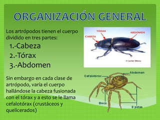 Los artrópodos tienen el cuerpo 
dividido en tres partes: 
1.-Cabeza 
2.-Tórax 
3.-Abdomen 
Sin embargo en cada clase de 
artrópodo, varía el cuerpo 
hallándose la cabeza fusionada 
con el tórax y a esto se le llama 
cefalotórax (crustáceos y 
quelicerados) 
 