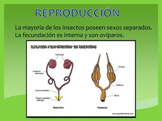 La mayoría de los insectos poseen sexos separados. 
La fecundación es interna y son ovíparos. 
 