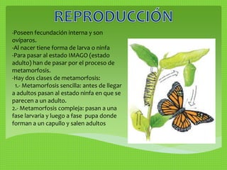 -Poseen fecundación interna y son 
ovíparos. 
-Al nacer tiene forma de larva o ninfa 
-Para pasar al estado IMAGO (estado 
adulto) han de pasar por el proceso de 
metamorfosis. 
-Hay dos clases de metamorfosis: 
1.- Metamorfosis sencilla: antes de llegar 
a adultos pasan al estado ninfa en que se 
parecen a un adulto. 
2.- Metamorfosis compleja: pasan a una 
fase larvaria y luego a fase pupa donde 
forman a un capullo y salen adultos 
 
