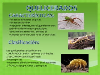 -Poseen cuatro pares de patas 
-Poseen cefalotórax 
-No poseen antenas, en su lugar tienen unos 
apéndices denominados pedipalpos. 
-Son animales terrestres, excepto el 
«cangrejo cacerola», que no es un crustáceo. 
Los quelicerados se clasifican en: 
1.-ARÁCNIDOS: arañas, opiliones y tarántulas 
2.-ESCORPIONES: características: 
-Poseen pinzas 
-Poseen una glándula venenosa en el abdomen 
3.-ÁCAROS:agrupa ácaros y garrapatas 
 