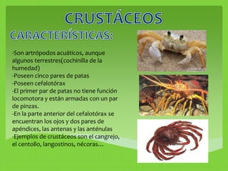 -Son artrópodos acuáticos, aunque 
algunos terrestres(cochinilla de la 
humedad) 
-Poseen cinco pares de patas 
-Poseen cefalotórax 
-El primer par de patas no tiene función 
locomotora y están armadas con un par 
de pinzas. 
-En la parte anterior del cefalotórax se 
encuentran los ojos y dos pares de 
apéndices, las antenas y las anténulas 
-Ejemplos de crustáceos son el cangrejo, 
el centollo, langostinos, nécoras… 
 