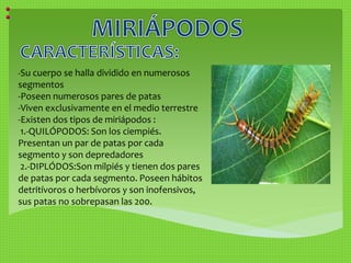-Su cuerpo se halla dividido en numerosos 
segmentos 
-Poseen numerosos pares de patas 
-Viven exclusivamente en el medio terrestre 
-Existen dos tipos de miriápodos : 
1.-QUILÓPODOS: Son los ciempiés. 
Presentan un par de patas por cada 
segmento y son depredadores 
2.-DIPLÓDOS:Son milpiés y tienen dos pares 
de patas por cada segmento. Poseen hábitos 
detritívoros o herbívoros y son inofensivos, 
sus patas no sobrepasan las 200. 
 