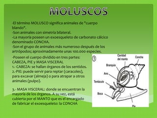 -El término MOLUSCO significa animales de "cuerpo 
blando". 
-Son animales con simetría bilateral. 
-La mayoría poseen un exoesqueleto de carbonato cálcico 
denominado CONCHA. 
-Son el grupo de animales más numeroso después de los 
artrópodos; aproximadamente unas 100.000 especies. 
-Poseen el cuerpo dividido en tres partes: 
CABEZA, PIE y MASA VISCERAL 
1.- CABEZA: se hallan órganos de los sentidos. 
2.-PIE: puede servir para reptar (caracoles), 
para excavar (almeja) o para atrapar a otros 
animales (pulpo). 
3.- MASA VISCERAL: donde se encuentran la 
mayoría de los órganos. A su vez, está 
cubierta por el MANTO que es el encargado 
de fabricar el exoesqueleto: la CONCHA 
 
