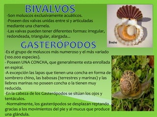 -Son moluscos exclusivamente acuáticos. 
-Poseen dos valvas unidas entre si y articuladas 
mediante una charnela. 
-Las valvas pueden tener diferentes formas: irregular, 
redondeada, triangular, alargada... 
-Es el grupo de moluscos más numeroso y el más variado 
(100.000 especies). 
- Poseen UNA CONCHA, que generalmente esta enrollada 
en espiral. 
-A excepción las lapas que tienen una concha en forma de 
sombrero chino, las babosas (terrestres y marinas) y las 
liebres marinas no poseen concha o la tienen muy 
reducida. 
-En la cabeza de los Gasterópodos se sitúan los ojos y 
tentáculos. 
-Normalmente, los gasterópodos se desplazan reptando 
gracias a los movimientos del pie y al mucus que produce 
una glándula. 
 