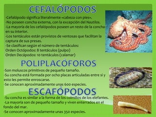 -Cefalópodo significa literalmente «cabeza con pies». 
-No poseen concha externa, con la excepción del Nautilos. 
-La mayoría de los cefalópodos poseen un resto de la concha 
en su interior. 
-Los tentáculos están provistos de ventosas que facilitan la 
captura de sus presas. 
-Se clasifican según el número de tentáculos: 
Orden Octópodos: 8 tentáculos (pulpo) 
Orden Decápodos: 10 tentáculos (calamar) 
-Son moluscos primitivos de pequeño tamaño. 
-Su concha está formada por ocho placas articuladas entre si y 
esto les permite enroscarse. 
-Se conocen aproximadamente unas 600 especies. 
-Su concha es similar a la forma de los colmillos de los elefantes. 
-La mayoría son de pequeño tamaño y viven enterrados en el 
fondo del mar. 
-Se conocen aproximadamente unas 350 especies. 
 