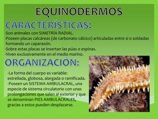 -Son animales con SIMETRÍA RADIAL. 
-Poseen placas calcáreas (de carbonato cálcico) articuladas entre si o soldadas 
formando un caparazón. 
-Sobre estas placas se insertan las púas o espinas. 
-Viven exclusivamente en el medio marino. 
-La forma del cuerpo es variable: 
estrellada, globosa, alargada o ramificada. 
-Poseen un SISTEMA AMBULACRAL, una 
especie de sistema circulatorio con unas 
prolongaciones que salen al exterior y que 
se denominan PIES AMBULACRALES, 
gracias a estos pueden desplazarse. 
 