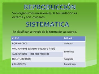 Son organismos unisexuales, la fecundación es 
externa y son ovíparos. 
Se clasifican a través de la forma de su cuerpo. 
CLASE FORMA 
EQUINOIDEOS Globosa 
OFIUROIDEOS (aspecto delgado y frágil) 
Estrellada 
ASTEROIDEOS (aspecto robusto) 
HOLOTUROIDEOS Alargada 
CRINOIDEOS Ramificada 
 