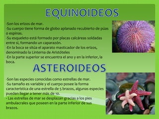 -Son los erizos de mar. 
-Su cuerpo tiene forma de globo aplanado recubierto de púas 
o espinas. 
-Su esqueleto está formado por placas calcáreas soldadas 
entre si, formando un caparazón. 
-En la boca se sitúa el aparato masticador de los erizos, 
denominado la Linterna de Aristóteles 
-En la parte superior se encuentra el ano y en la inferior, la 
boca. 
-Son las especies conocidas como estrellas de mar. 
-Su tamaño es variable y el cuerpo posee la forma 
característica de una estrella de 5 brazos, algunas especies 
pueden llegar a tener más de 10. 
- Las estrellas de mar se desplazan gracias a los pies 
ambulacrales que poseen en la parte inferior de sus 
brazos. 
 