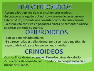 -Agrupa a los pepinos de mar o cohombros marinos. 
-Su cuerpo es alargado y cilíndrico y carecen de un esqueleto 
externo duro, presenta una consistencia totalmente carnosa. 
-Su esqueleto consiste en pequeñas placas de carbonato cálcico 
dispersas por todo su cuerpo. 
-Son las denominadas ofiuras. 
-Se parecen a las estrellas de mar pero son más pequeñas, de 
aspecto delicado y sus brazos son muy móviles. 
-Son los lirios de mar o también llamados crines de caballo. 
-Su cuerpo está formado por un pedúnculo del que salen diez 
brazos articulados. 
 