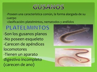 -Poseen una característica común, la forma alargada de su 
cuerpo 
-clasificación: platelmintos, nematodos y anélidos 
-Son los gusanos planos 
-No poseen esqueleto 
-Carecen de apéndices 
locomotores 
-Tienen un aparato 
digestivo incompleto 
(carecen de ano) 
 