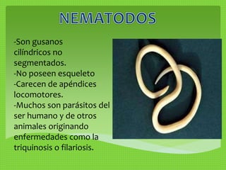 -Son gusanos 
cilíndricos no 
segmentados. 
-No poseen esqueleto 
-Carecen de apéndices 
locomotores. 
-Muchos son parásitos del 
ser humano y de otros 
animales originando 
enfermedades como la 
triquinosis o filariosis. 
 
