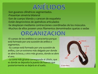 -Son gusanos cilíndricos segmentados. 
-Presentan simetría bilateral 
-Son de cuerpo blando y carecen de esqueleto 
-Están desprovistos de apéndices articulados 
-Se desplazan mediante contracciones coordinadas de los músculos. 
-Muchos de ellos poseen unos filamentos denominados quetas o sedas 
-El cuerpo de los anélidos se caracteriza porque 
está formado por una sucesión de anillos o 
segmentos. 
-Su cuerpo está formado por una sucesión de 
anillos, con un extremo más delgado por donde 
se abre la boca, y otro más grueso, donde se abre 
el ano. 
-La zona más gruesa corresponde al clitelo, que 
es donde se deposita la puesta de huevos que 
posteriormente se dejará en el suelo. 
 