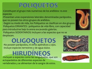 -Constituyen el grupo más numeroso de los anélidos: 10.000 
especies 
-Presentan unas expansiones laterales denominadas parápodos, 
que no poseen los otros grupos de anélidos. 
-Según su modo de vida, los Poliquetos se clasifican en dos grupos: 
Poliquetos ERRANTES : poliquetos de vida libre, con capacidad 
para introducirse bajo la arena excavando galerías. 
Poliquetos SEDENTARIOS: incluyen a las especies que no se 
desplazan. 
-No poseen parápodos, ni otros apéndices u ojos. 
-Incluye especies terrestres y de agua dulce. 
-Incluyen a especies como las sanguijuelas, que son 
ectoparásitos de diferentes especies de 
vertebrados y se alimentan de la sangre de estos. 
 