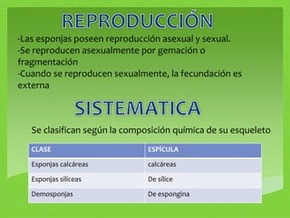 -Las esponjas poseen reproducción asexual y sexual. 
-Se reproducen asexualmente por gemación o 
fragmentación 
-Cuando se reproducen sexualmente, la fecundación es 
externa 
Se clasifican según la composición química de su esqueleto 
CLASE ESPÍCULA 
Esponjas calcáreas calcáreas 
Esponjas silíceas De sílice 
Demosponjas De espongina 
 