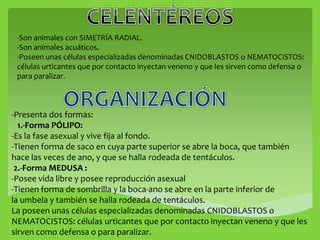 -Son animales con SIMETRÍA RADIAL. 
-Son animales acuáticos. 
-Poseen unas células especializadas denominadas CNIDOBLASTOS o NEMATOCISTOS: 
células urticantes que por contacto inyectan veneno y que les sirven como defensa o 
para paralizar. 
-Presenta dos formas: 
1.-Forma PÓLIPO: 
-Es la fase asexual y vive fija al fondo. 
-Tienen forma de saco en cuya parte superior se abre la boca, que también 
hace las veces de ano, y que se halla rodeada de tentáculos. 
2.-Forma MEDUSA : 
-Posee vida libre y posee reproducción asexual 
-Tienen forma de sombrilla y la boca-ano se abre en la parte inferior de 
la umbela y también se halla rodeada de tentáculos. 
La poseen unas células especializadas denominadas CNIDOBLASTOS o 
NEMATOCISTOS: células urticantes que por contacto inyectan veneno y que les 
sirven como defensa o para paralizar. 
 