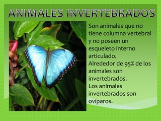 Son animales que no 
tiene columna vertebral 
y no poseen un 
esqueleto interno 
articulado. 
Alrededor de 95% de los 
animales son 
invertebrados. 
Los animales 
invertebrados son 
ovíparos. 
 